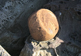 「竜串海岸」(高知県土佐清水市)。砂岩の侵食面に、ハンドボール大の異様な団塊(ノジュール)が。