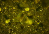 無機粒子の中で緑色に光る微生物細胞。細胞内部のDNAを蛍光試薬で染色し、顕微鏡で観察。色の違いで微生物を見分けることができます。