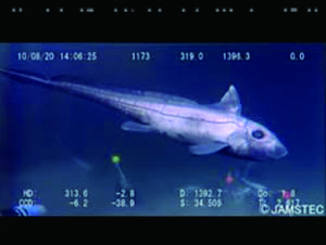 Some images captured by the Hyper-Dolphin (right: Hydrolagidae)