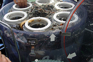 生物サンプル容器に大量に挟まるリミカリス　2002年2月