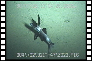 駿河湾での潜航時、初ナガヅエエソに遭遇　第11潜航 1990年7月3日