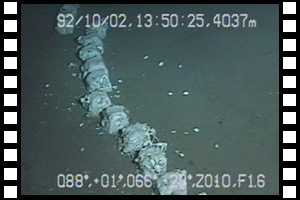 鳥島海山で世界で2例目の鯨骨生物群集を発見　第148潜航 1992年10月2日