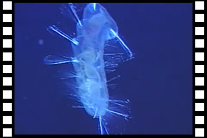三陸沖日本海溝にて多毛類生物（ゴカイ）を発見 第372潜航 1997年6月3日