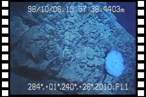 岩に付着するカイメン　第452潜航 1998年10月6日
