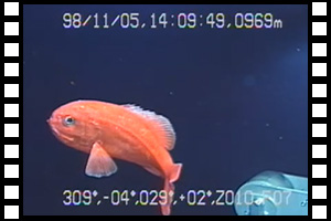金目鯛と思われる魚　第462潜航 1998年11月5日