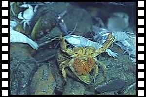 「かいれいフィールド」で観察されたユノハナガニの産卵　第665潜航 2002年2月24日