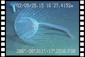千島海溝で観察されたオトヒメノハナガサ　第671潜航 2002年5月25日