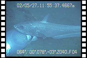 海底設置した生物トラップに近づくソコダラ　第673潜航 2002年5月27日