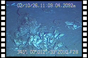 ジャワ島南西沖で観察されたシロウリガイコロニー　第727潜航 2002年10月26日