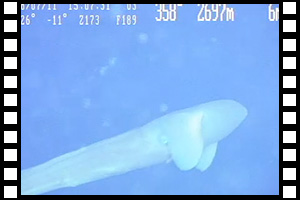 マリアナ海溝深度2,700m付近のタコ 第1092潜航 2008年7月11日日