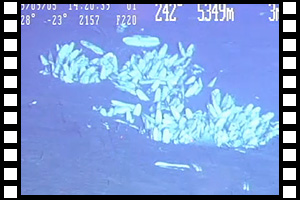日本海溝にてナギナタシロウリガイの調査 第1161潜航 2009年9月5日