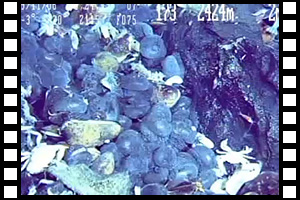 インド洋かいれいフィールドにてスケーリーフットの大群集を発見 第1169潜航 2009年11月6日