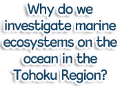 Why do we investigate marine ecosystems on the ocean in the Tohoku Region?